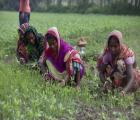 Women working for livelihood while their husband migrate to Indian